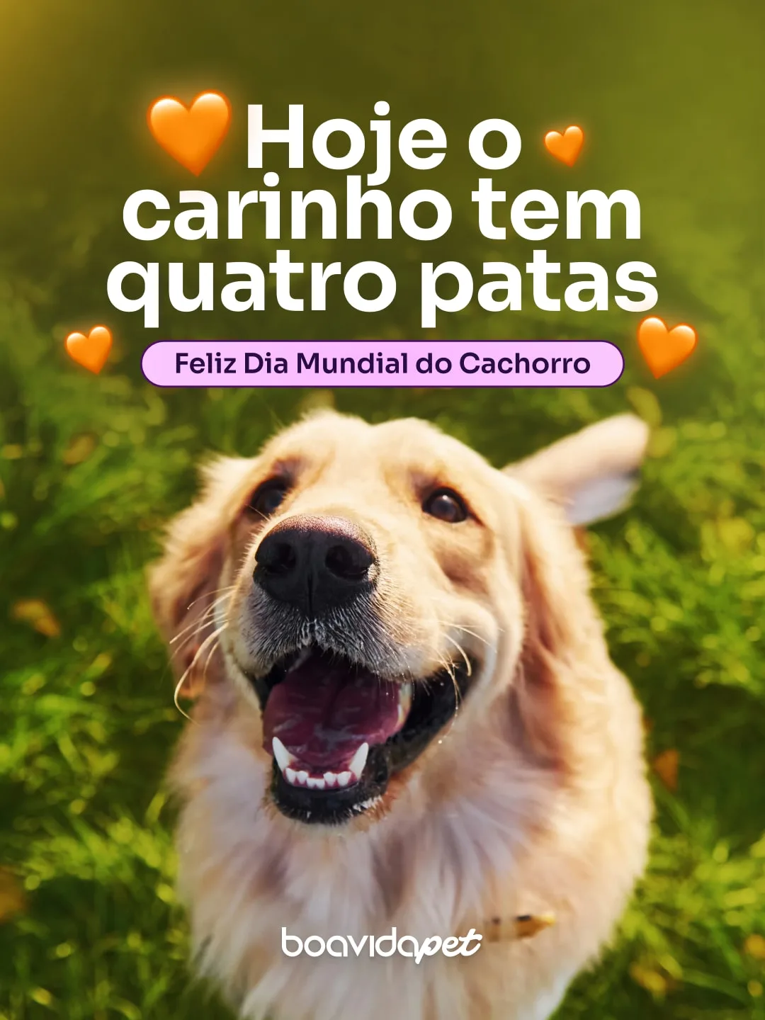 Post 3 de Boa Vida Pet